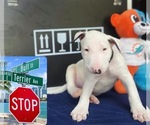 Image preview for Ad Listing. Nickname: Bull Terrier