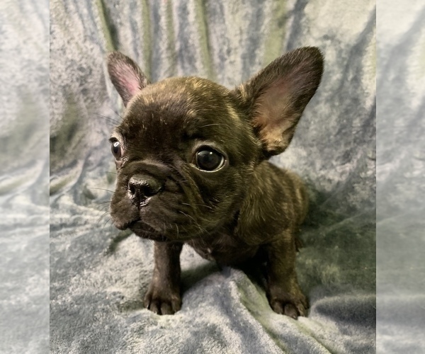 Medium Photo #5 French Bulldog Puppy For Sale in MBORO, TN, USA