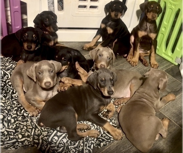 Medium Photo #1 Doberman Pinscher Puppy For Sale in HESPERIA, CA, USA