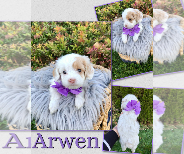 Medium Photo #8 Cockapoo (Toy) Puppy For Sale in PAYETTE, ID, USA