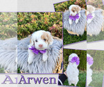 Puppy Arwen Cockapoo