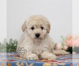 Goldendoodle (Miniature) Puppy for sale in EAST EARL, PA, USA