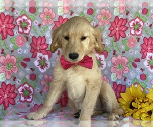 Golden Retriever Puppy for sale in LANCASTER, PA, USA