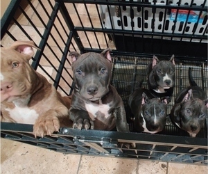American Bully Litter for sale in DENTON, TX, USA