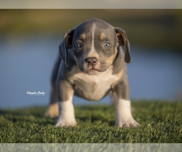 Medium Photo #2 American Bully Puppy For Sale in ARLINGTON, TX, USA
