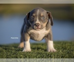 Small Photo #2 American Bully Puppy For Sale in ARLINGTON, TX, USA