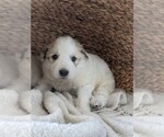 Small Photo #14 Great Pyrenees Puppy For Sale in FALCON, CO, USA