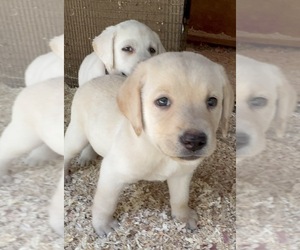 Labrador Retriever Puppy for Sale in ALL HEALING SPRINGS, North Carolina USA