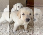 Image preview for Ad Listing. Nickname: Litter of 5