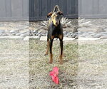 Small #23 Doberman Pinscher