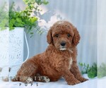 Small #2 Goldendoodle (Miniature)