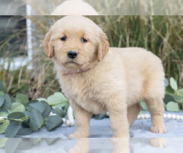 Medium Photo #12 Golden Retriever Puppy For Sale in MILLERSBURG, OH, USA