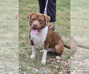 American Pit Bull Terrier-Unknown Mix Dogs for adoption in Rustburg, VA, USA