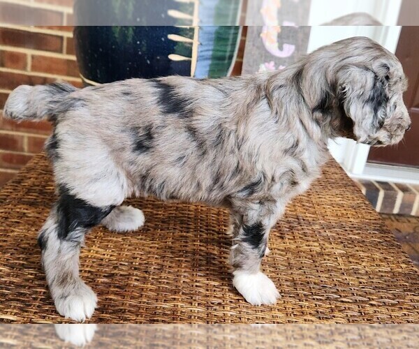 Medium Photo #9 Aussiedoodle Puppy For Sale in COLUMBIA, TN, USA