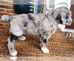 Small #8 Aussiedoodle