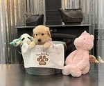 Puppy Miss Lilac Golden Retriever