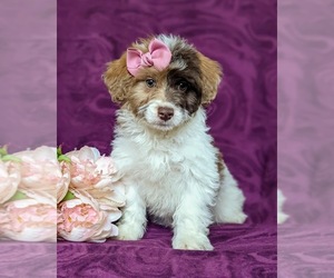 Poodle (Toy)-ShihPoo Mix Puppy for sale in LINCOLN UNIV, PA, USA