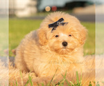 Small Photo #41 Maltipoo (Toy) Puppy For Sale in WARSAW, IN, USA