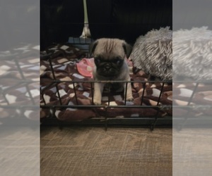 Pug Puppy for sale in FOLEY, MN, USA