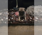 Small Pug