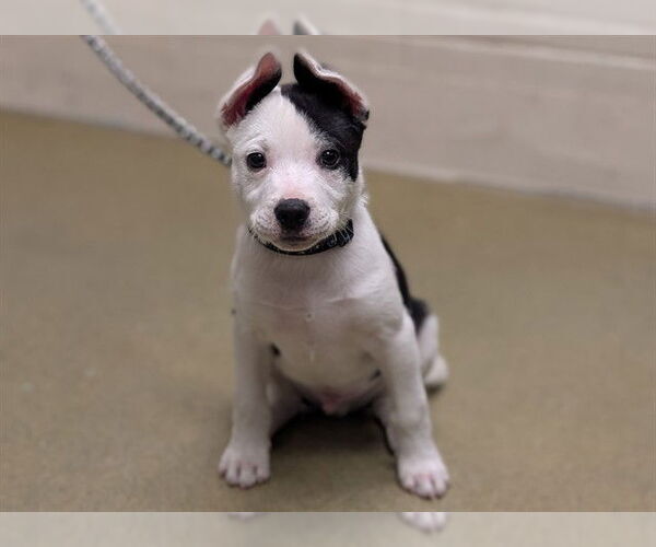 Medium Photo #1 American Pit Bull Terrier-Bull Terrier Mix Puppy For Sale in Moreno Valley, CA, USA