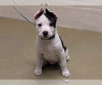 Small American Pit Bull Terrier-Bull Terrier Mix