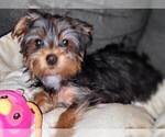 Small #5 Yorkshire Terrier