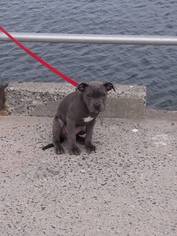 Staffordshire Bull Terrier Puppy for sale in BROOKLYN, NY, USA