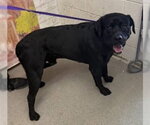 Small #1 Labrador Retriever Mix