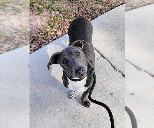 Medium Photo #2 Mutt Puppy For Sale in Abbeville, LA, USA