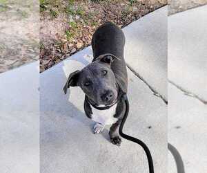 Brian - Male Mutt Dog for Adoption - Photo #2