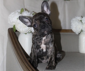 French Bulldog Puppy for sale in HOUSTON, TX, USA