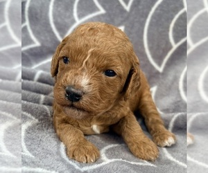 Cavapoo (Miniature) Litter for sale in WAUSEON, OH, USA