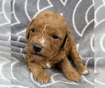 Small Cavapoo (Miniature)