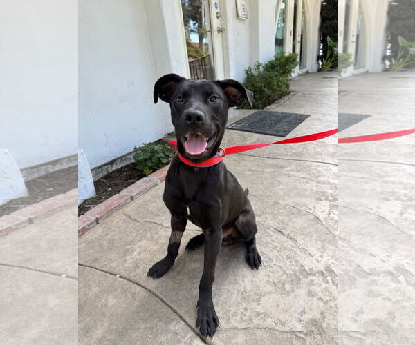 Medium Photo #6 Labrador Retriever-Unknown Mix Puppy For Sale in San Diego, CA, USA