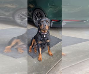 Mother of the Rottweiler puppies born on 05/11/2025
