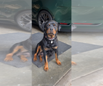 Small Photo #1 Rottweiler Puppy For Sale in PINEHURST, NC, USA