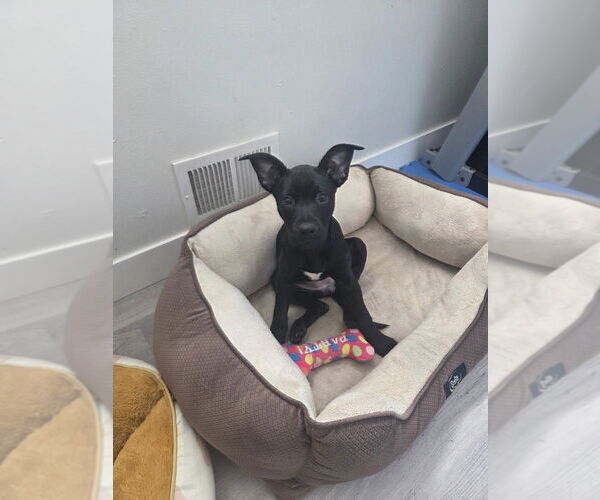 Medium Photo #16 Labrottie Puppy For Sale in Lakewood, CO, USA