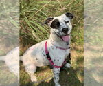 Small #1 Mutt