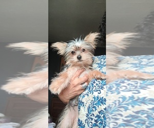 Yorkshire Terrier Puppy for sale in CLEVELAND, OH, USA