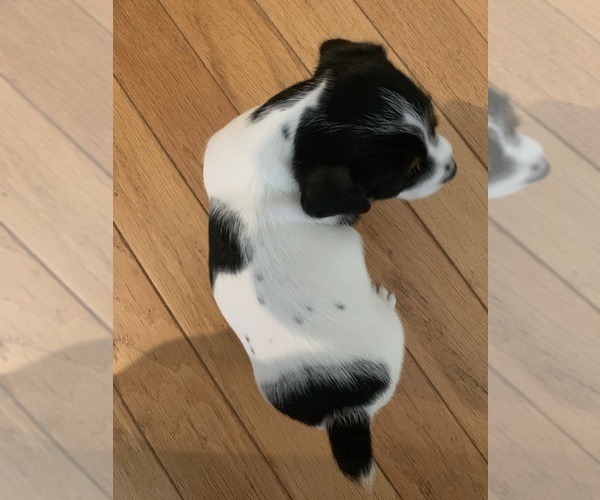 Medium Photo #3 Jack Russell Terrier Puppy For Sale in MISSOURI VALLEY, IA, USA