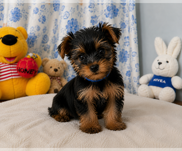 Medium Photo #2 Yorkshire Terrier Puppy For Sale in DURHAM, CT, USA