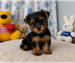 Small #1 Yorkshire Terrier