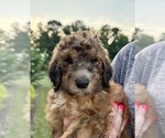 Puppy Puppy 6 Nugget Bernedoodle
