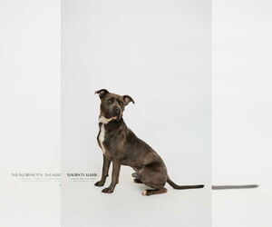 Mutt Dogs for adoption in Chestertown, MD, USA