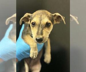 Chihuahua-Unknown Mix Dogs for adoption in Visalia, CA, USA