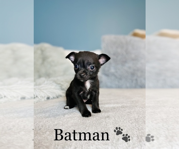 Medium Photo #6 Chihuahua Puppy For Sale in COOKEVILLE, TN, USA