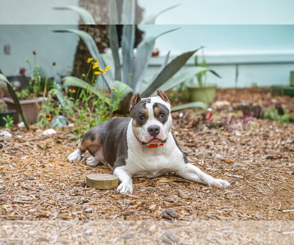 Medium Photo #8 American Staffordshire Terrier-Unknown Mix Puppy For Sale in  Gainesville, FL, USA