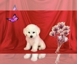 Small Maltipoo (Toy)