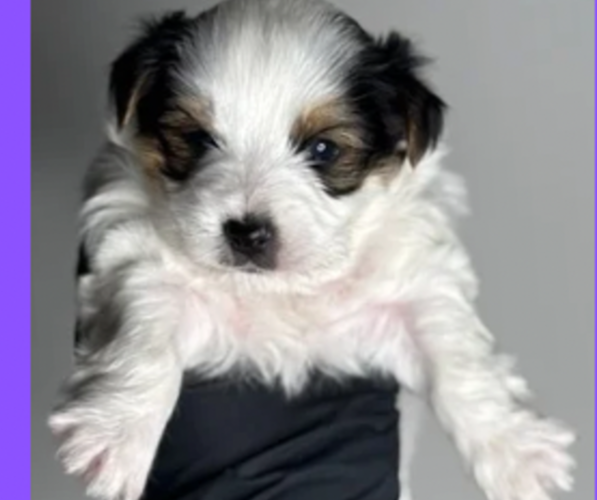 Medium Photo #1 YorkiePoo Puppy For Sale in NORFOLK, VA, USA